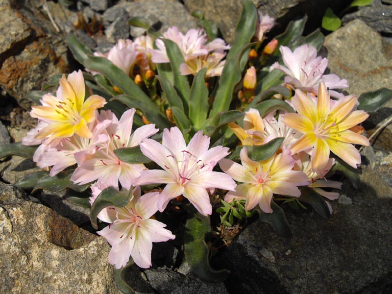 Lewisia longipetala 'Little Peach' photo